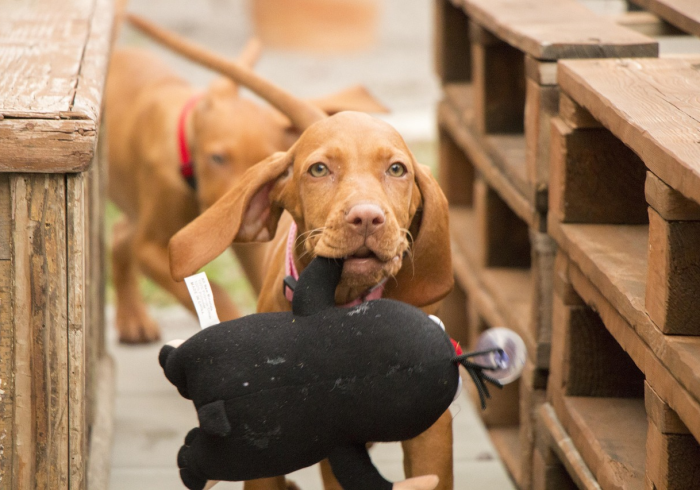必学教你安装“哈狗十三道游戏有挂吗开挂神器!专业师傅带你一起了解(确实有挂)