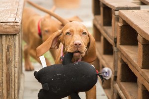 开挂辅助工具“哈狗十三道游戏可以开挂是真的吗？”其实确实有挂